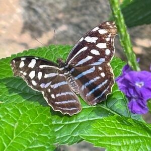 ✨✨Unlisted Jewelry for Live Show Only✨✨